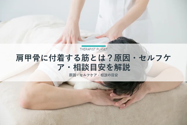 肩甲骨に付着する筋とは？原因・セルフケア・相談目安を解説
