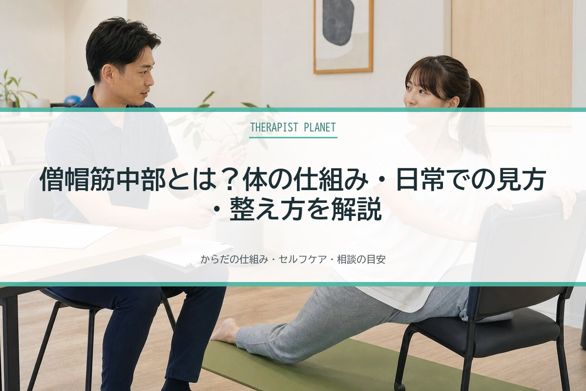 僧帽筋中部とは？体の仕組み・日常での見方・整え方を解説