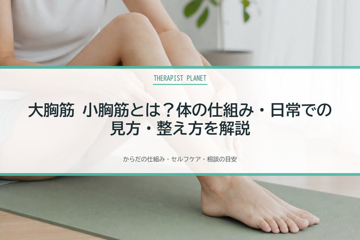 大胸筋 小胸筋とは？体の仕組み・日常での見方・整え方を解説
