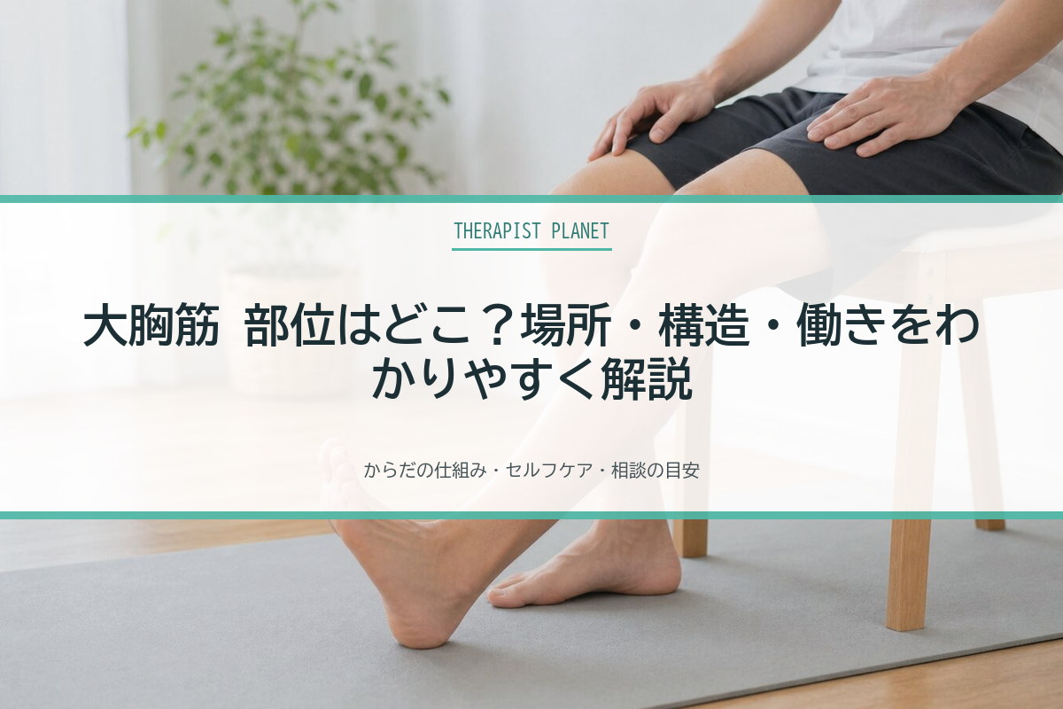 大胸筋 部位はどこ？場所・構造・働きをわかりやすく解説