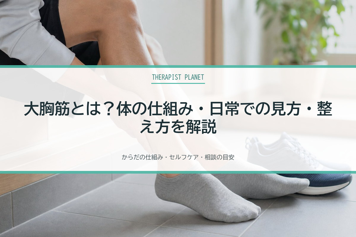 大胸筋とは？体の仕組み・日常での見方・整え方を解説