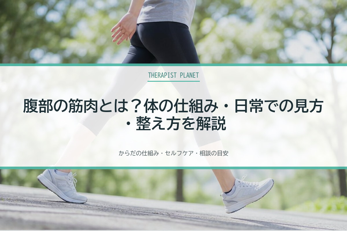 腹部の筋肉とは？体の仕組み・日常での見方・整え方を解説