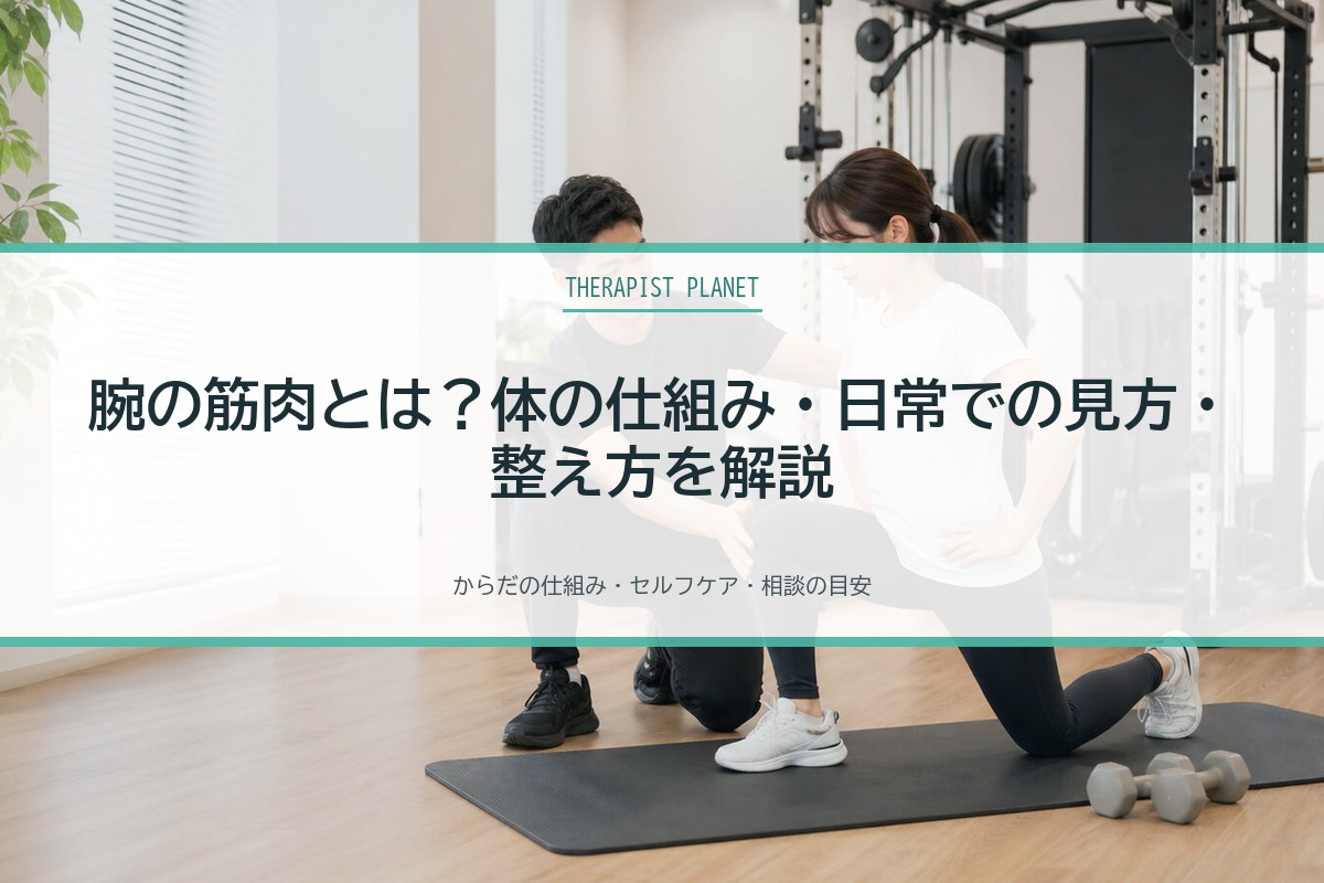 腕の筋肉とは？体の仕組み・日常での見方・整え方を解説