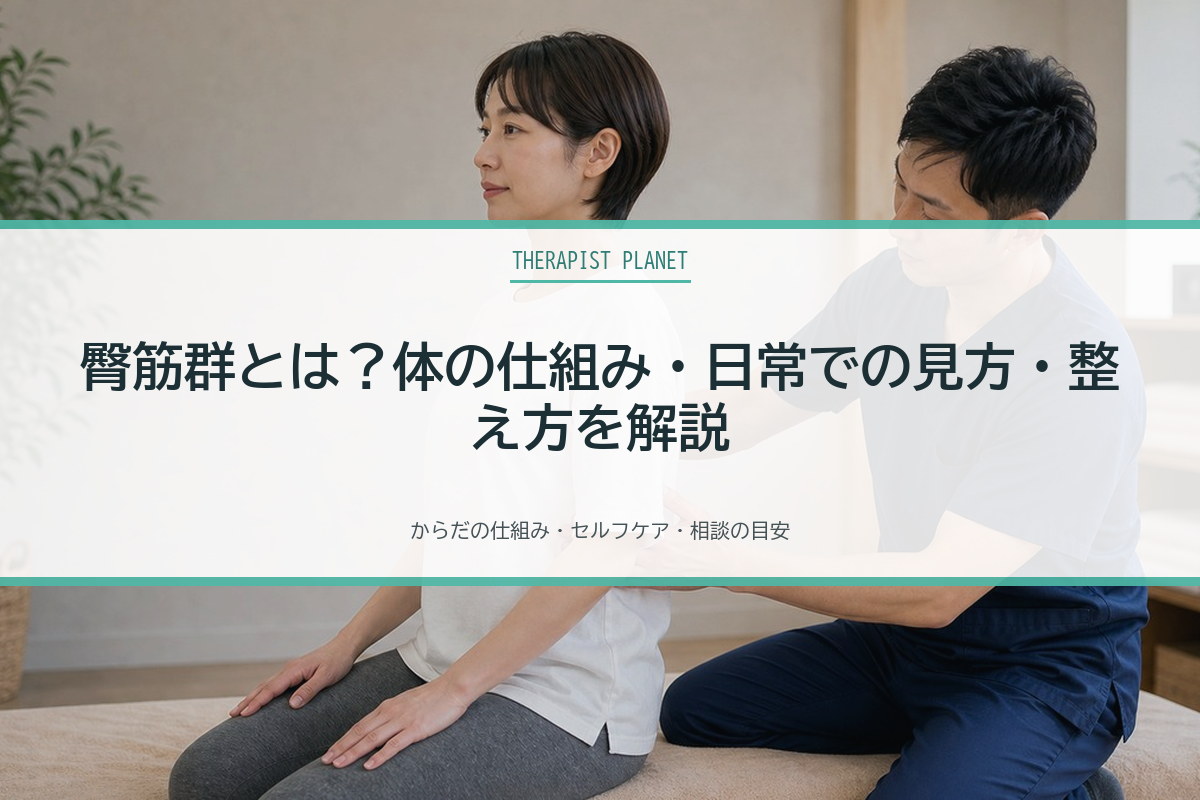 臀筋群とは？体の仕組み・日常での見方・整え方を解説