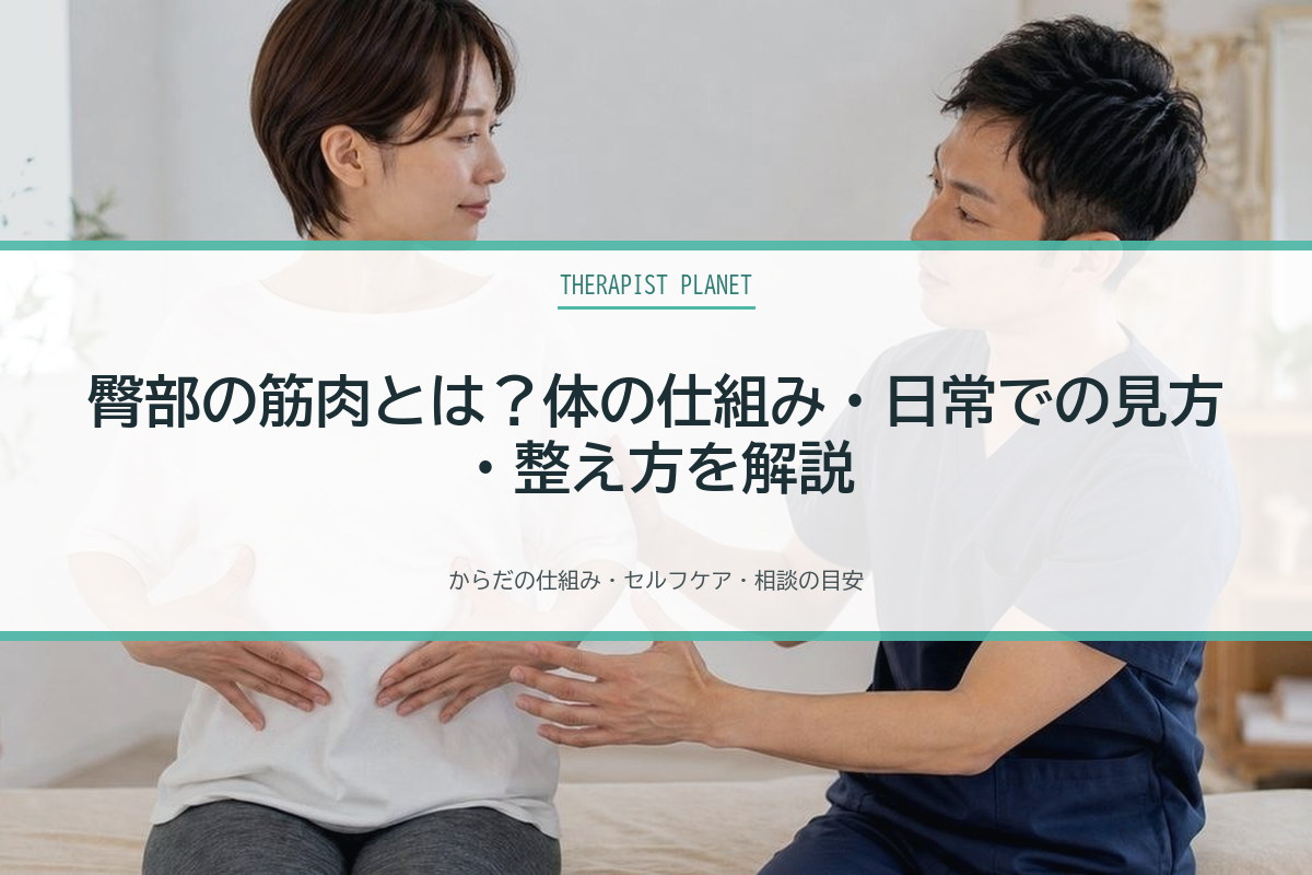臀部の筋肉とは？体の仕組み・日常での見方・整え方を解説