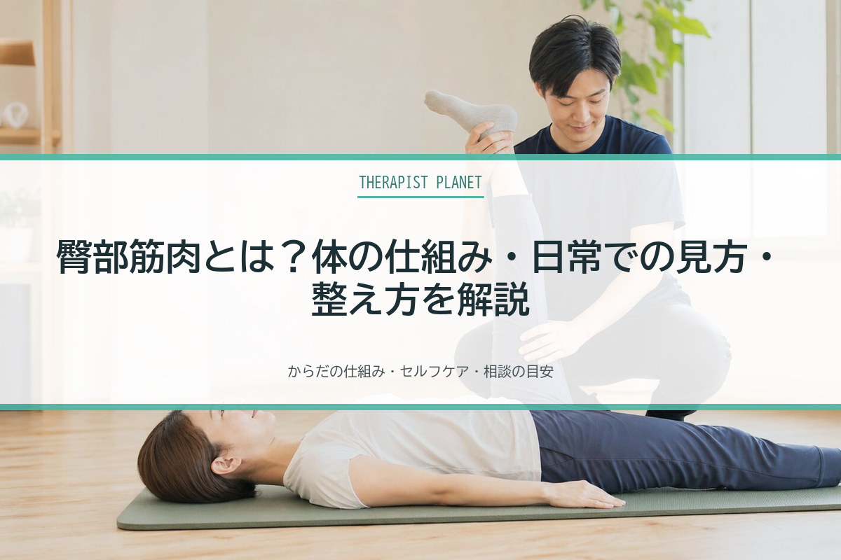 臀部筋肉とは？体の仕組み・日常での見方・整え方を解説
